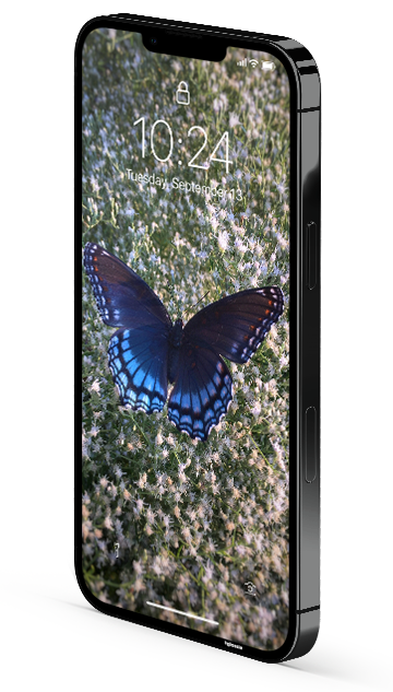 Butterflies - Privacy